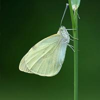 Large White 1 